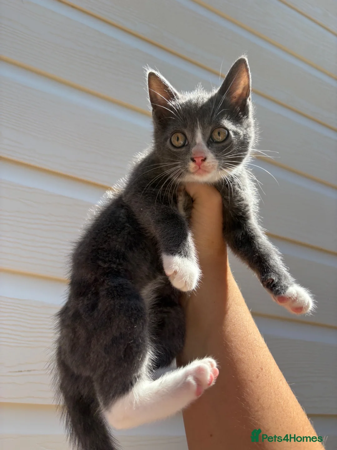 Mixed Breed cats for sale: Beautiful kittens  - Advert 1
