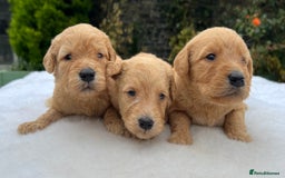 Labradoodle dogs for sale: F1 labradoodle  - Image 19