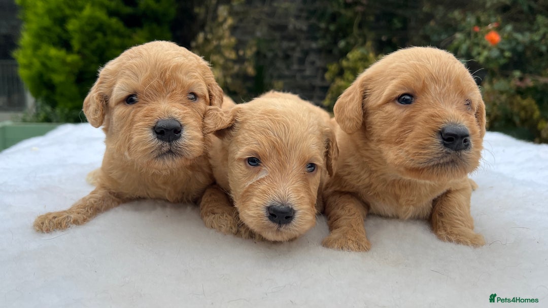 Labradoodle dogs for sale: F1 labradoodle  - Image 19