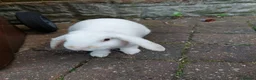 Mixed Breed rabbits for sale: Male rabbit for sale in Lincoln - Advert 9