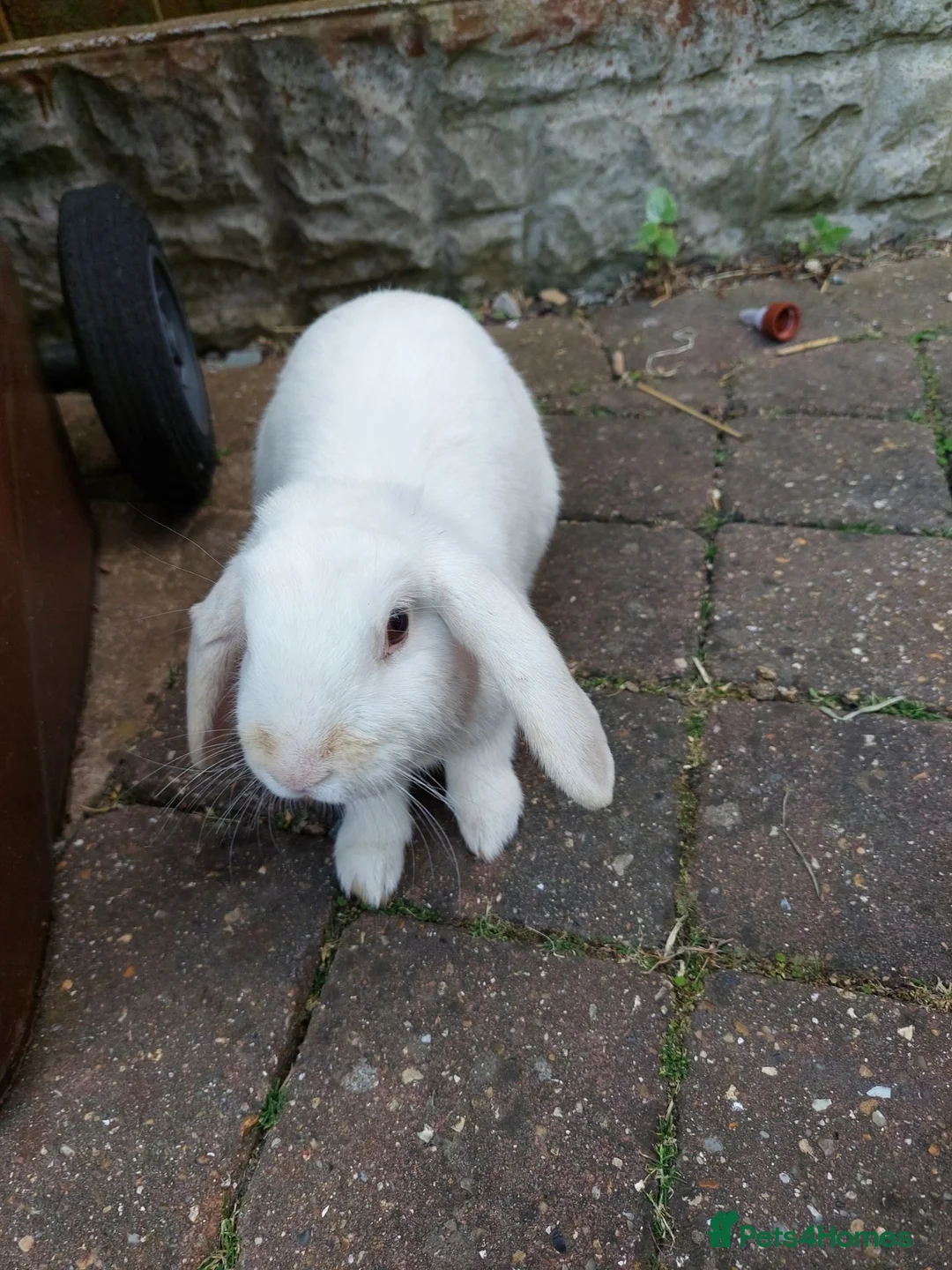 Mixed Breed rabbits for sale: Male rabbit for sale in Lincoln - Advert 9
