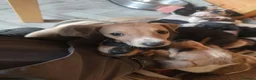 Lurcher dogs for sale: Lurchers in Newbiggin-by-the-Sea - Advert 5