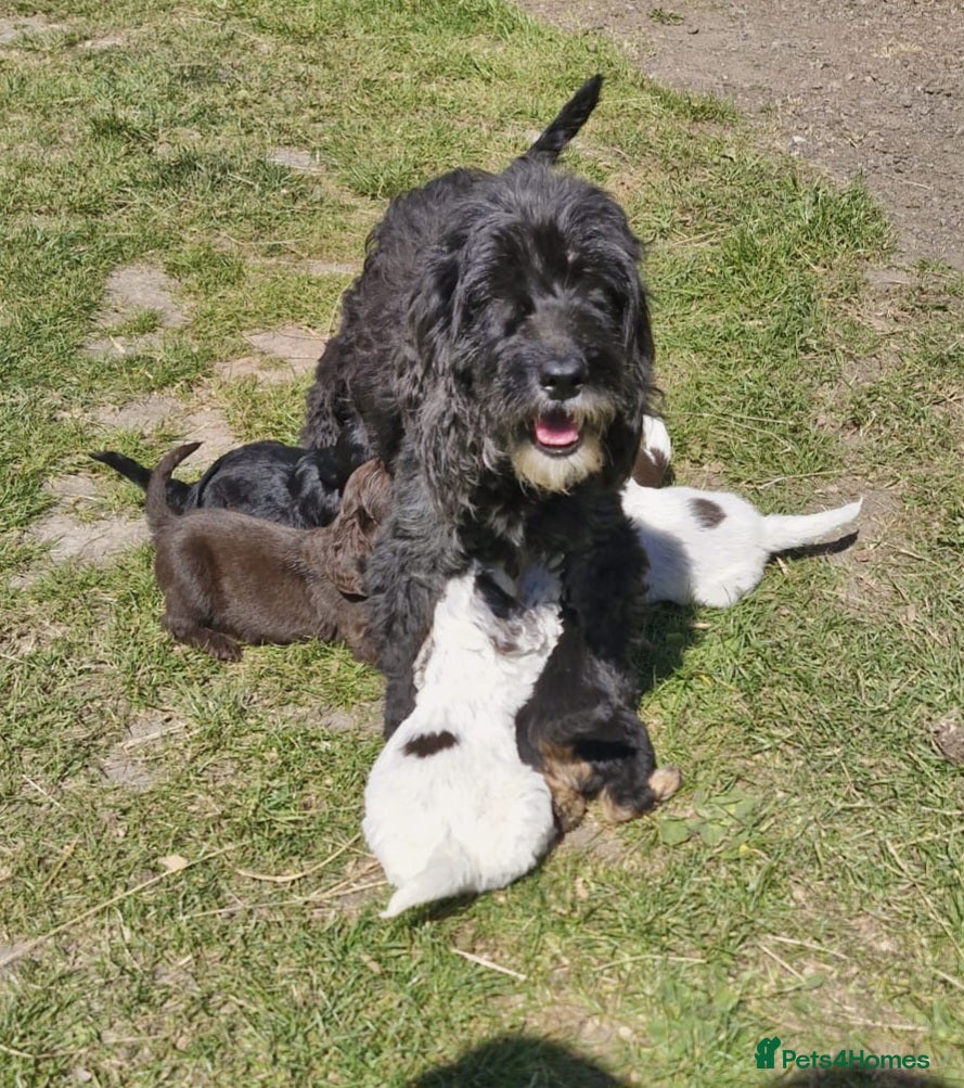 Cockapoo dogs for sale: 6 Beautiful little cockapoo pups ready to leavenow - Advert 1