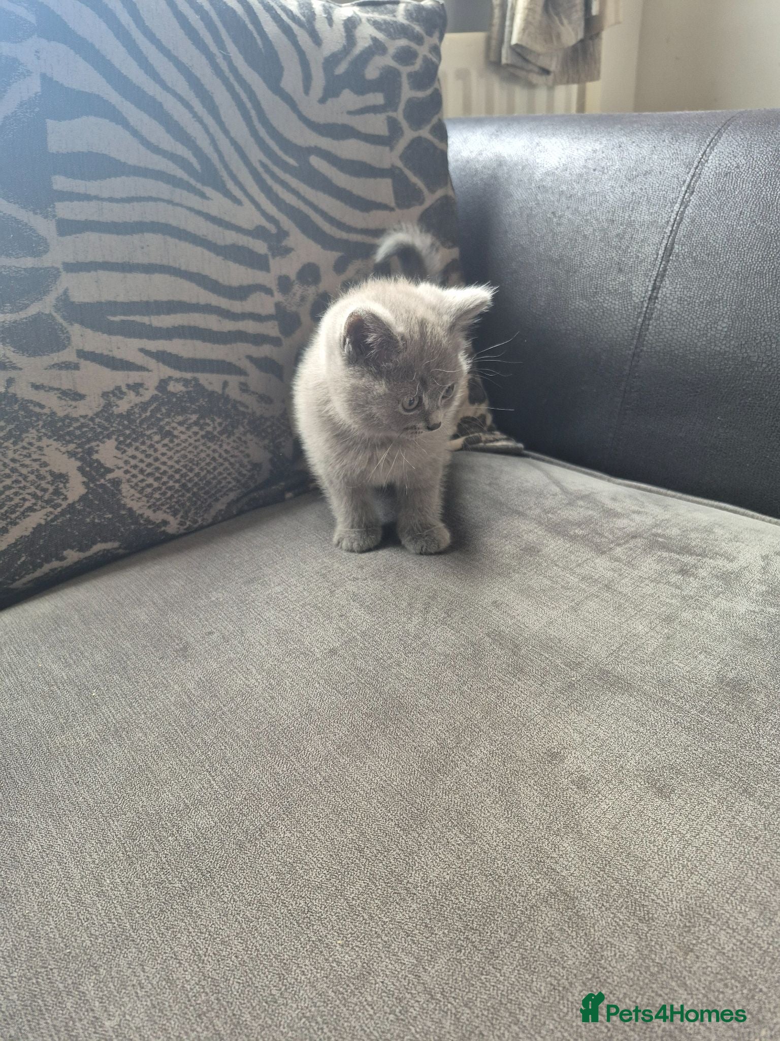 British Shorthair cats British short hairs for sale - Advert 2