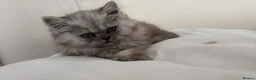 Persian cats for sale: Persian prince  - Advert 4