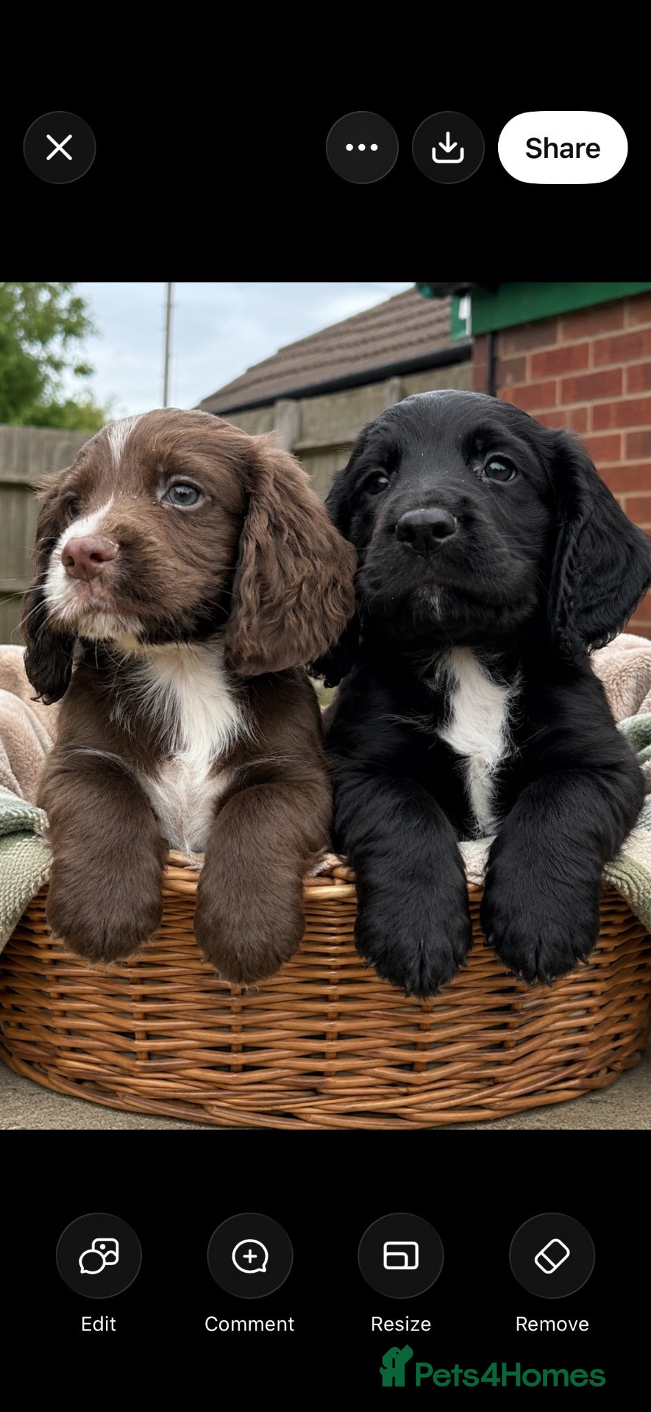 Cocker Spaniel dogs SUPERBLY BRED WORKING COCKER PUPPIES  - Advert 1