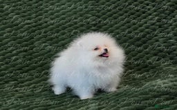 Pomeranian dogs for sale: Gorgeous Teddy bear Pomeranian puppies  - Image 8