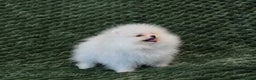Pomeranian dogs for sale: Gorgeous Teddy bear Pomeranian puppies  - Advert 7