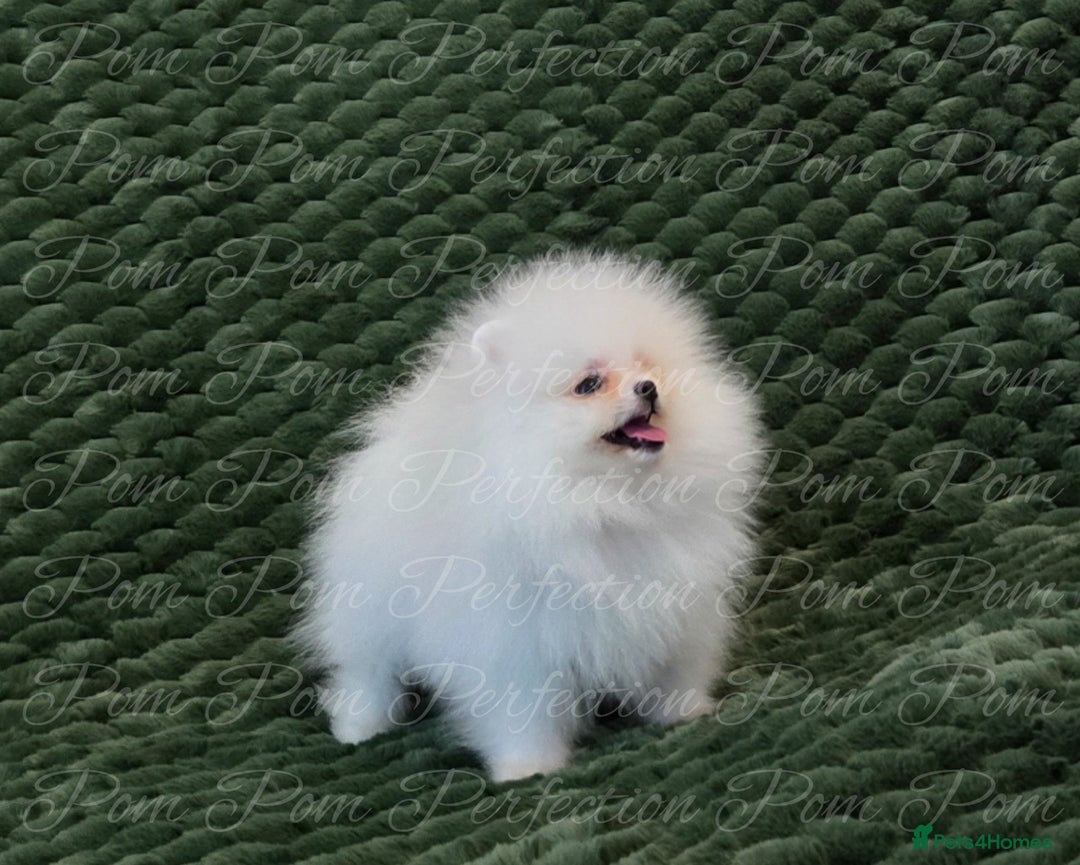 Pomeranian dogs for sale: Gorgeous Teddy bear Pomeranian puppies  - Image 8
