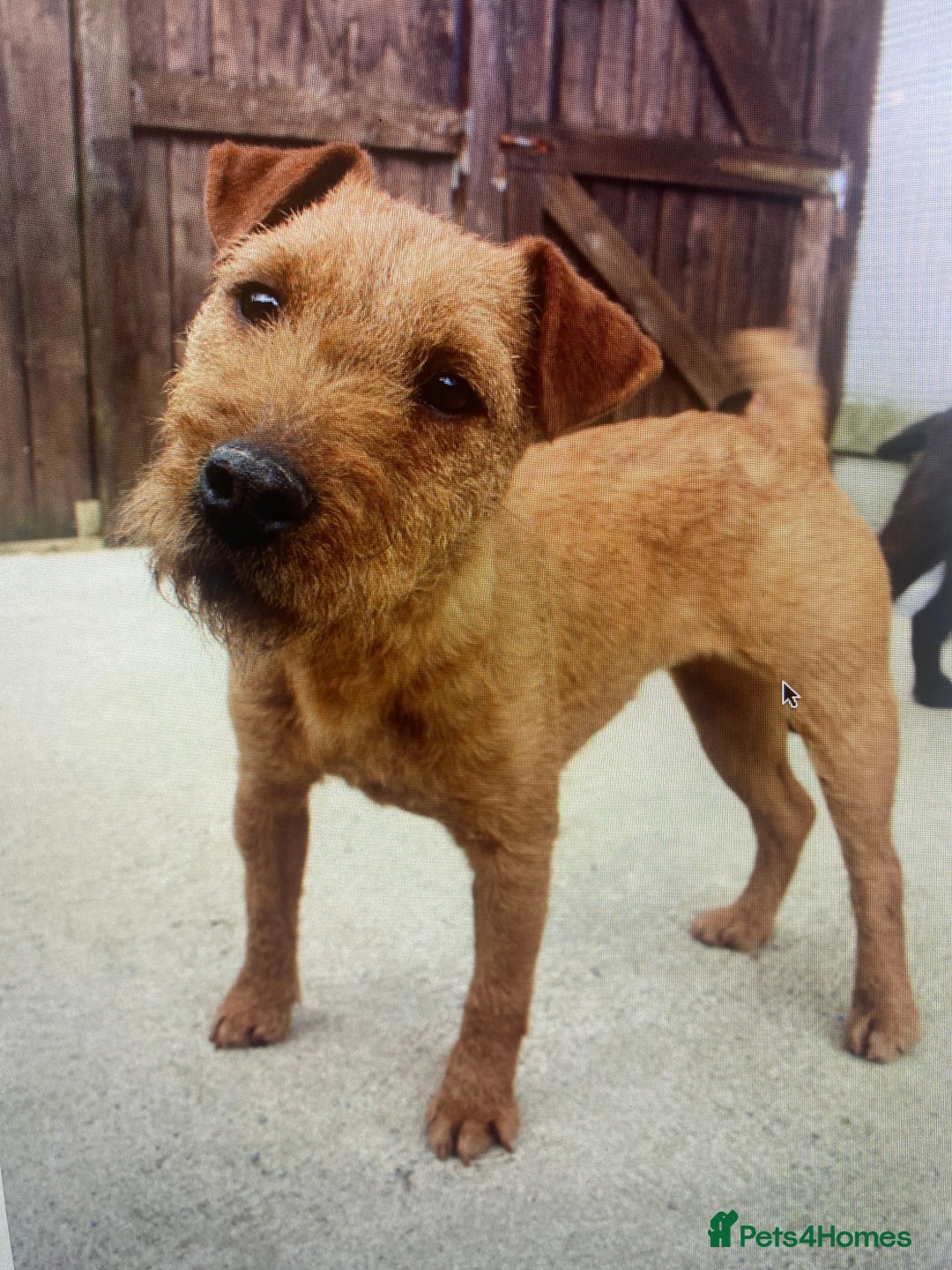 Lakeland Terrier dogs for sale: Red Working Type Lakeland Terrier Male For Sale - Advert 18