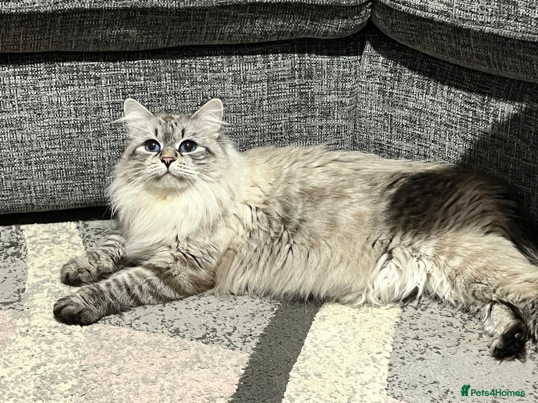 Siberian cats for sale: 💎💎GCCF Siberian Neva Masquerade Kittens💎💎 - Advert 10