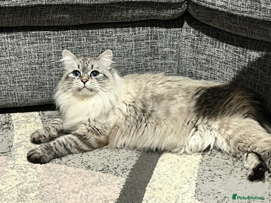 Siberian cats for sale: 💎💎GCCF Siberian Neva Masquerade Kittens💎💎 - Advert 19