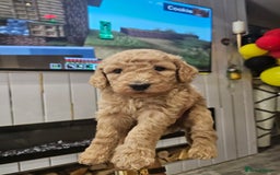 Standard Poodle dogs for sale: Stunning 5* Standard chunky poodle puppies 🐶  - Image 30