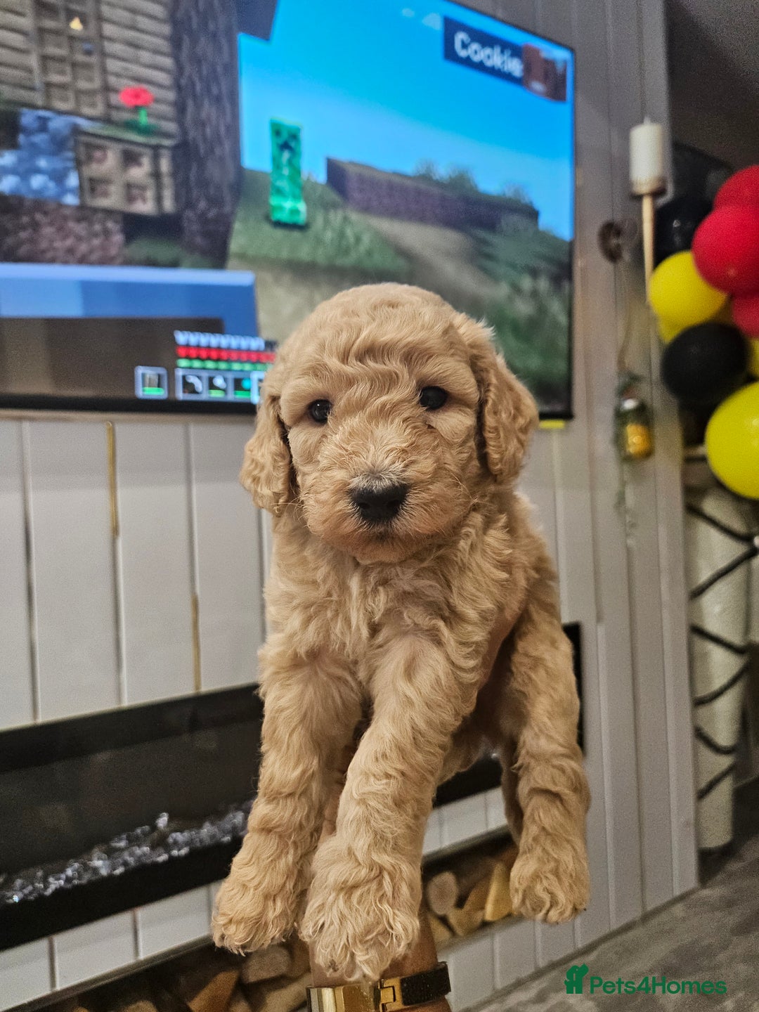 Standard Poodle dogs for sale: Stunning 5* Standard chunky poodle puppies 🐶  - Image 30