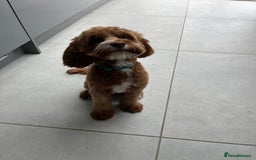 Cavapoo dogs for stud: Proven Cavapoo for stud in Horsham - Advert 7