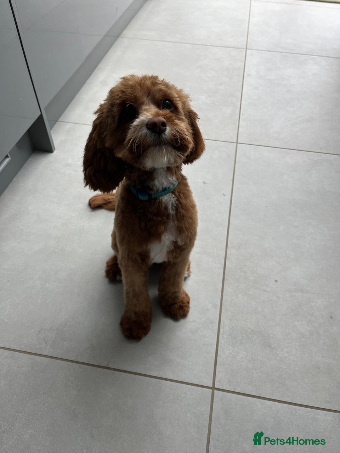 Cavapoo dogs for stud: Proven Cavapoo for stud in Horsham - Advert 7