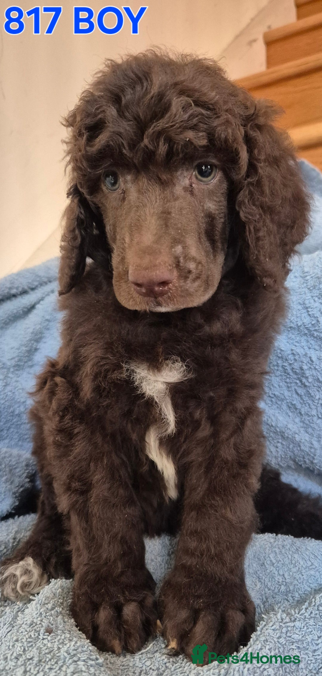 Standard Poodle dogs for sale: KC reg Brown Parti & phantom Standard Poodle pups - Image 25