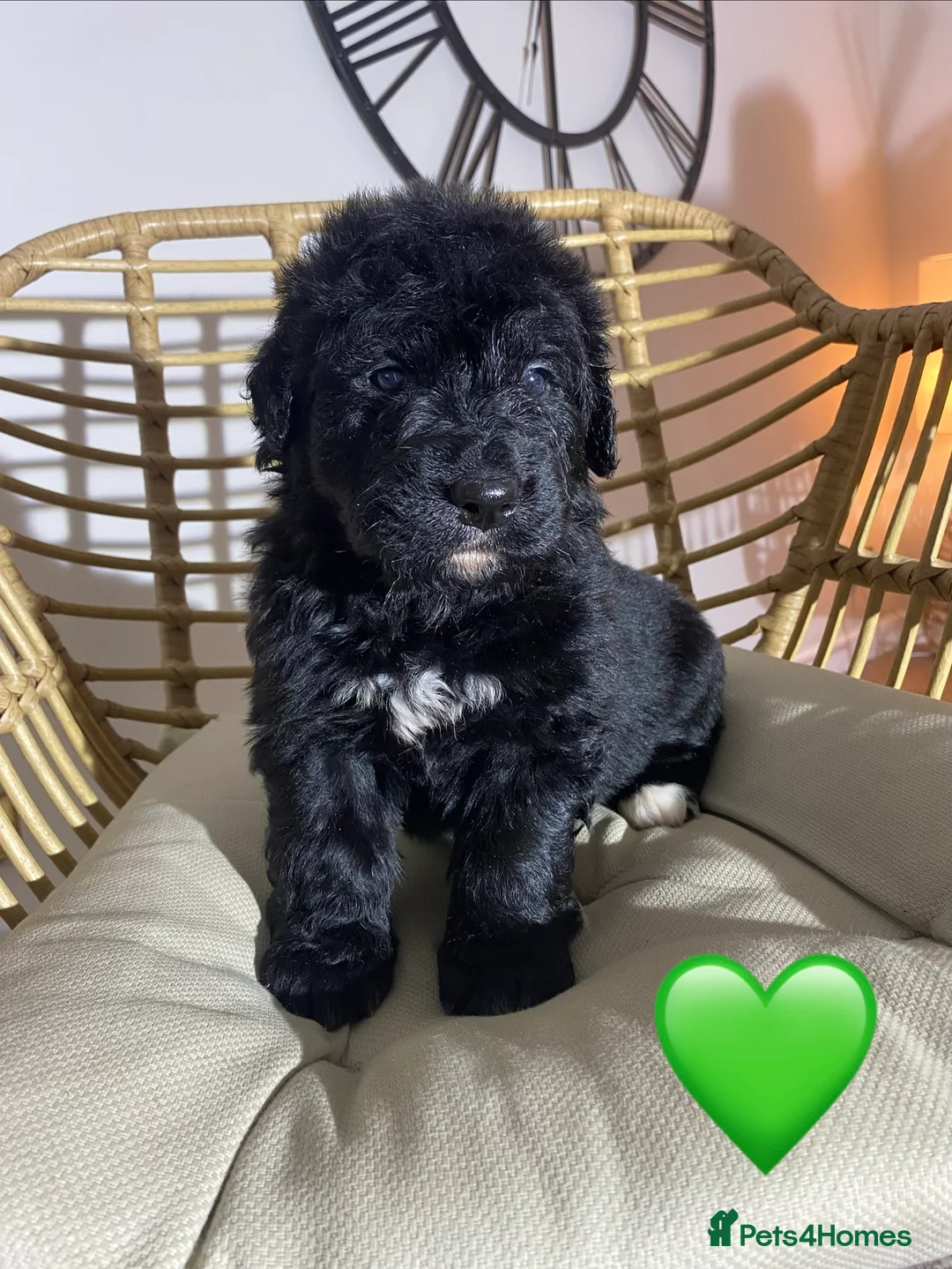 Mixed Breed dogs for sale: Golden Bernese Puppies 🖤🤍🤎 - Advert 26