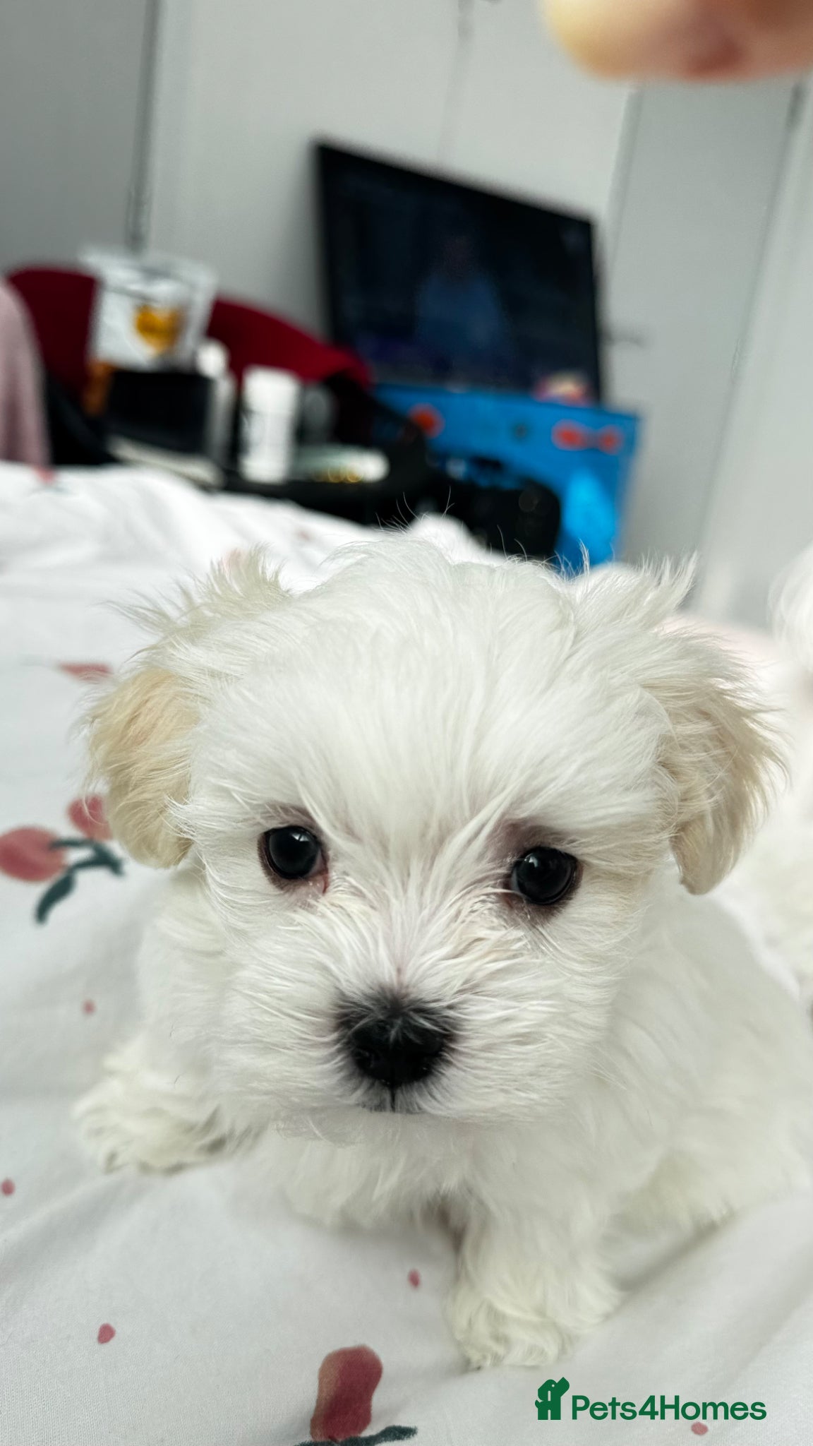 Maltese dogs Pure breed pedigree Maltese boy  - Advert 2