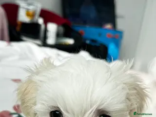 Maltese dogs Pure breed pedigree Maltese boy - Advert 2