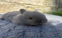 Netherland Dwarf rabbits for sale: 5 Sweet Netherland Dwarf bunnies  - Image 10