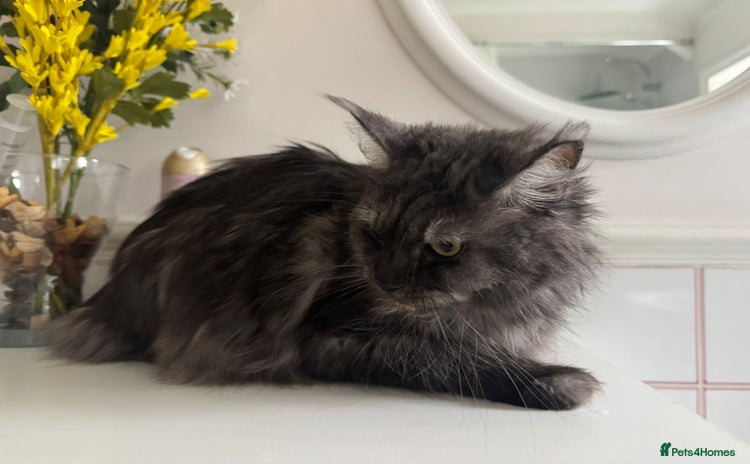 Maine Coon cats  Registered Female Maine Coon - Advert 13