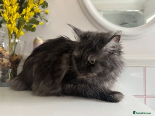 Maine Coon cats Registered Female Maine Coon - Advert 1