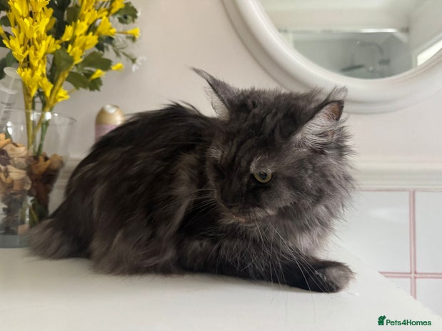 Maine Coon cats Registered Female Maine Coon - Advert 2