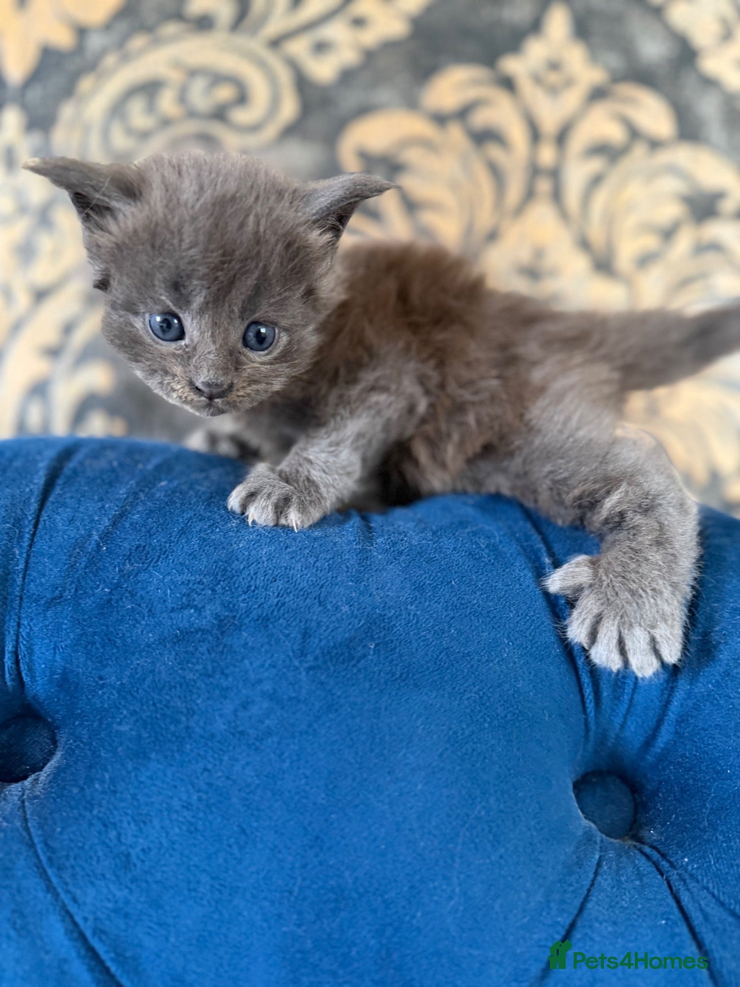 Maine Coon cats 💙 POLYDACTYL MAINE COON – SOLID BLUE BOY 💙 - Advert 4