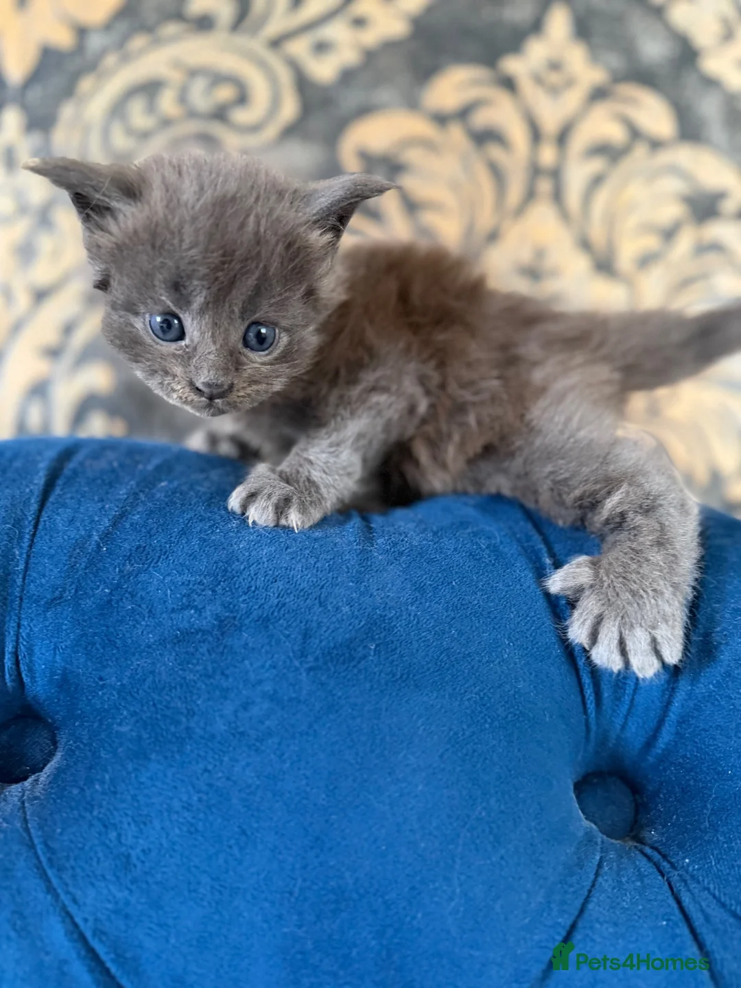 Maine Coon cats for sale: 💙 POLYDACTYL MAINE COON – SOLID BLUE BOY 💙 - Advert 1