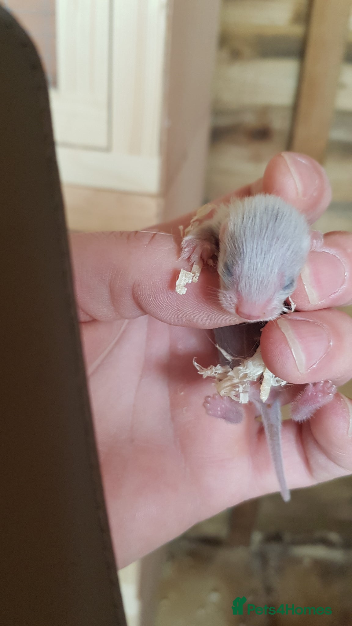 Ferret rodents Last micro jill available to reserve  - Advert 6