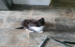 Mixed Breed cats for sale: Kittens for sale  - Image 2
