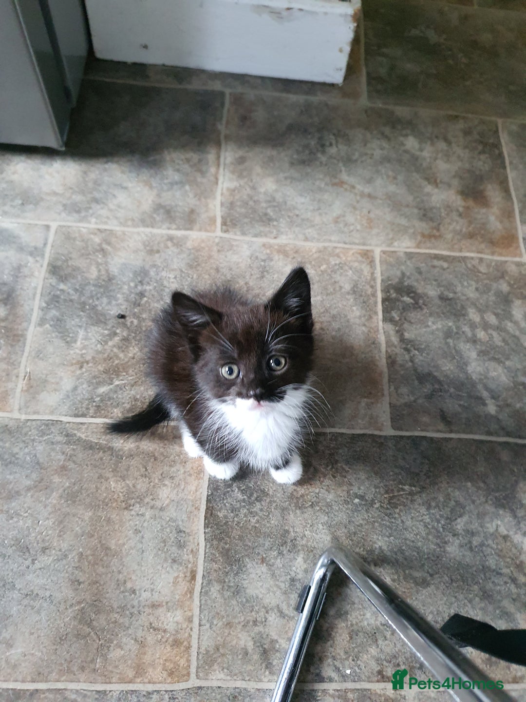 Mixed Breed cats for sale: Kittens for sale  - Image 2