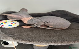 Sphynx cats for sale: Adorable Canadian sphinx - Image 15
