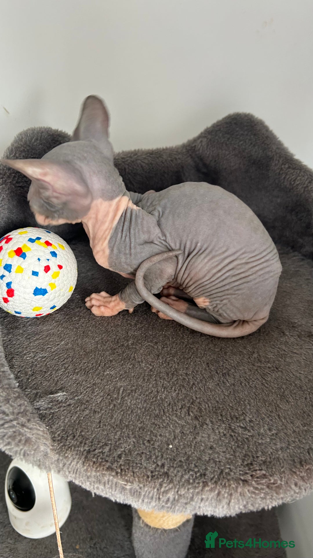 Sphynx cats for sale: Adorable Canadian sphinx - Image 15