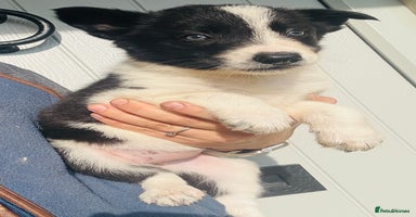 Border Collie dogs - Advert 8