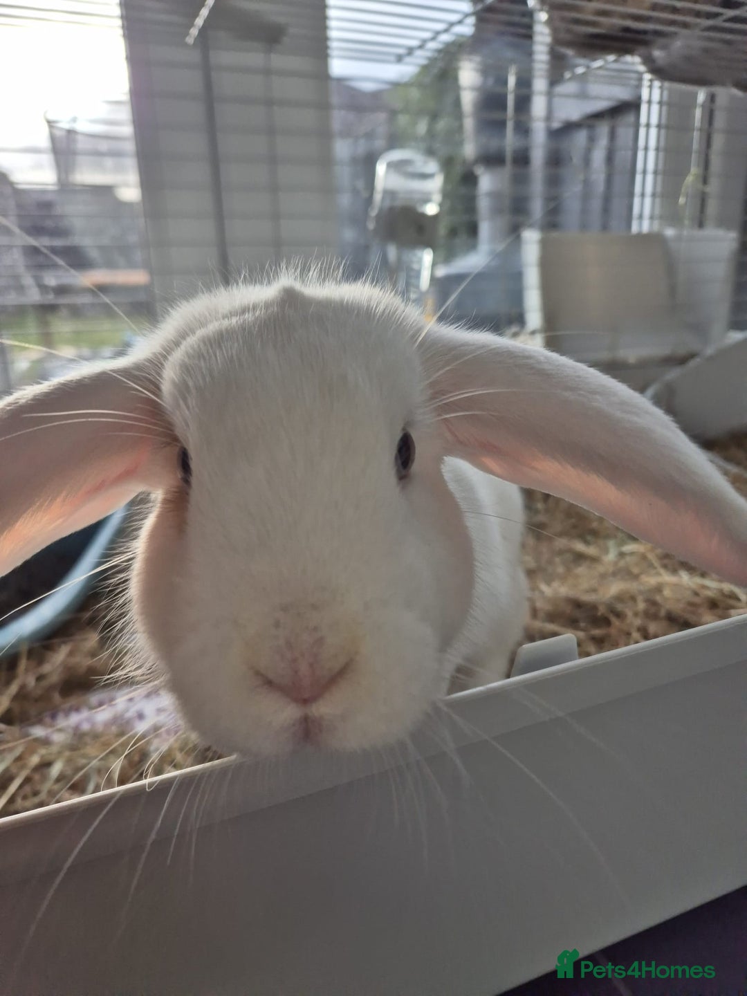 Mixed Breed rabbits for sale: 2 rabbits  - Advert 4
