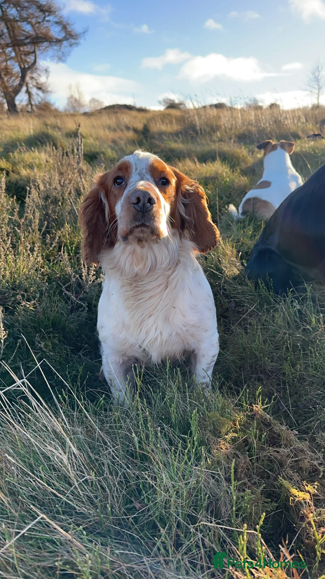 Cocker Spaniel dogs for stud: Kentwone Bayley in Carlisle - Advert 7