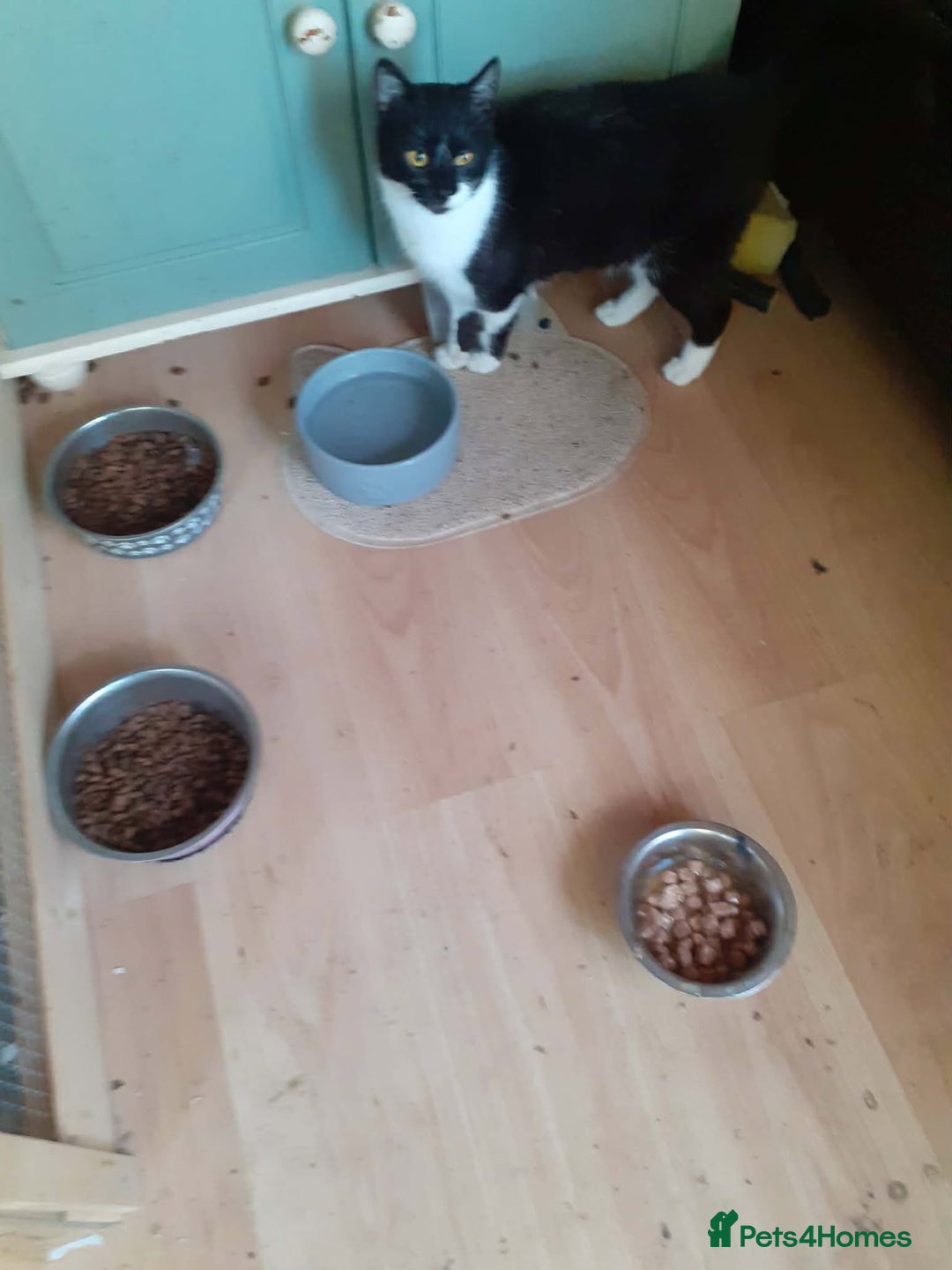 Mixed Breed cats for adoption: Jacob for adoption - Advert 2