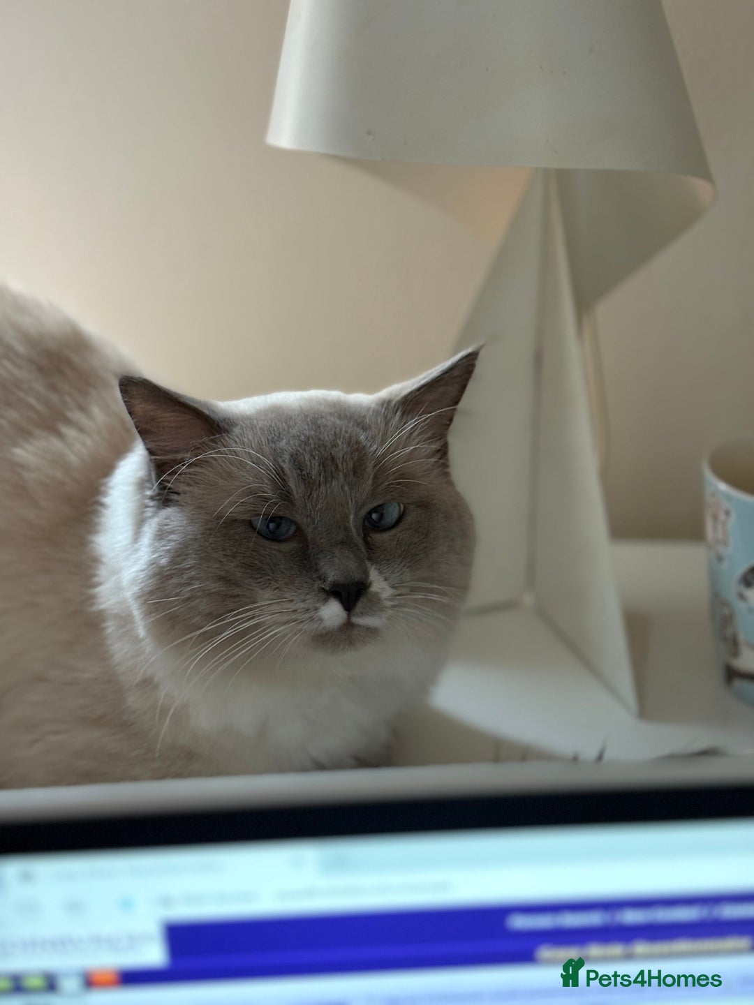 Ragdoll cats for stud: Beautiful Ragdolls ready for a date - Image 7
