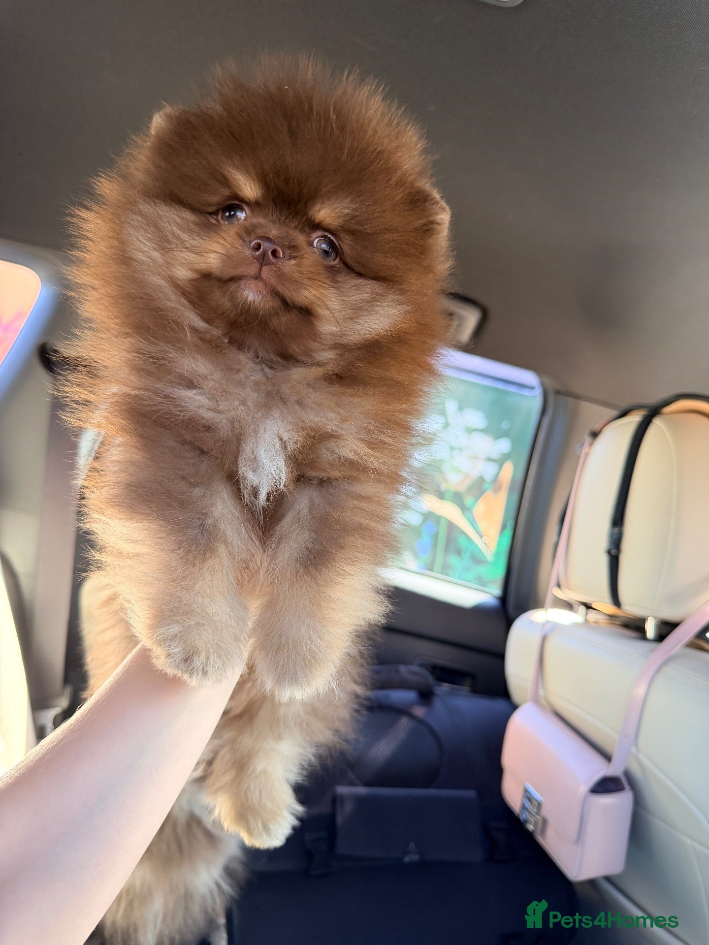 Pomeranian dogs Beautiful chocolate Tan Pomeranian Boy  - Advert 18