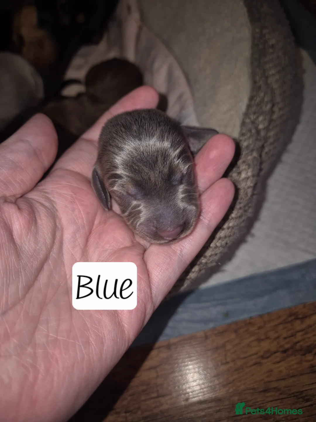 Miniature Dachshund dogs for sale: Beautiful dachshund pups - Advert 7