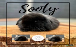 Mini Lop rabbits for sale: Mini lop bunnies looking for forever homes - Image 4