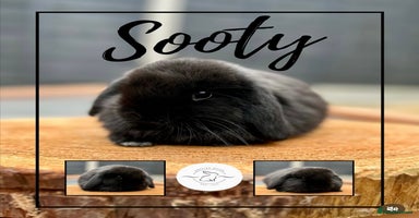 Mini Lop rabbits - Advert 6
