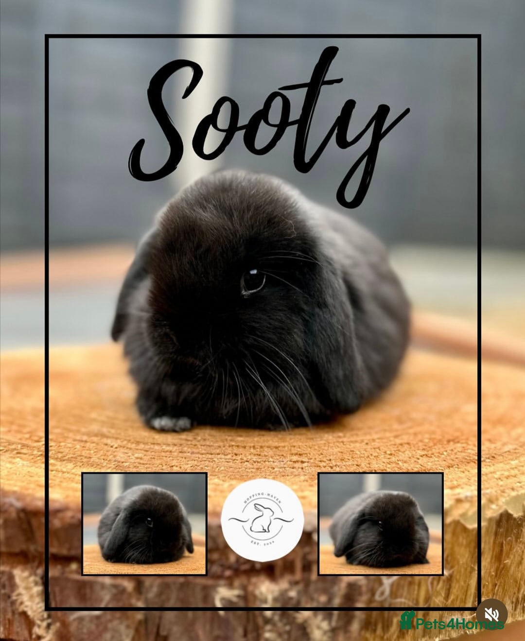 Mini Lop rabbits for sale: Mini lop bunnies looking for forever homes - Image 4
