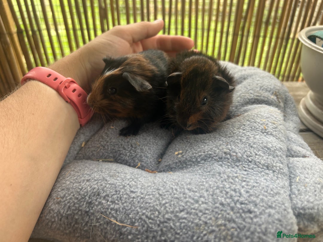 Guinea Pig rodents for sale: Baby guinea pigs - 2 male 2 female in London - Image 4