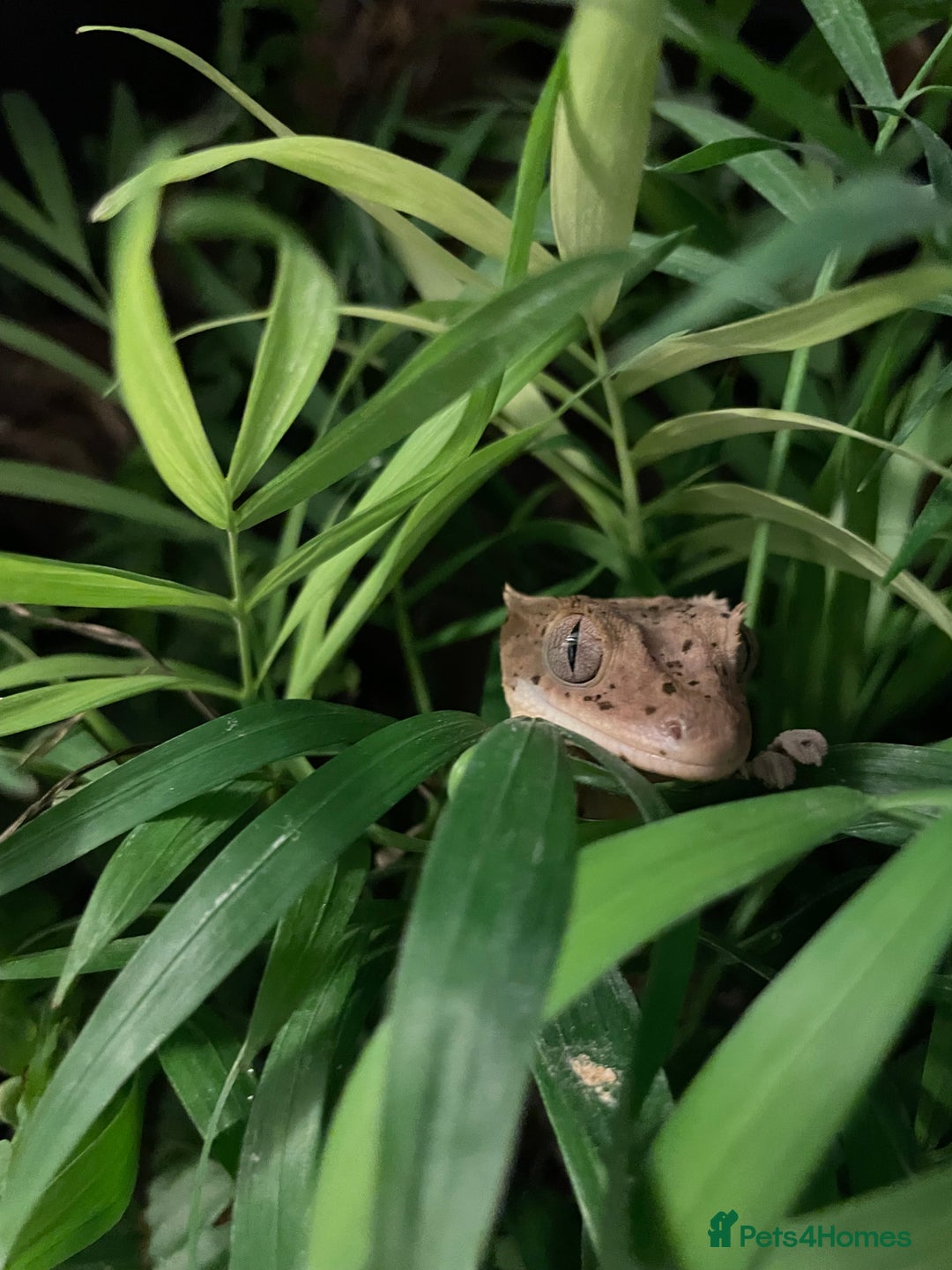 Gecko reptiles for sale: Super Dalmatian Crested Gecko - Advert 5