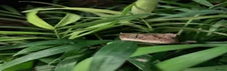 Gecko reptiles for sale: Super Dalmatian Crested Gecko - Advert 5