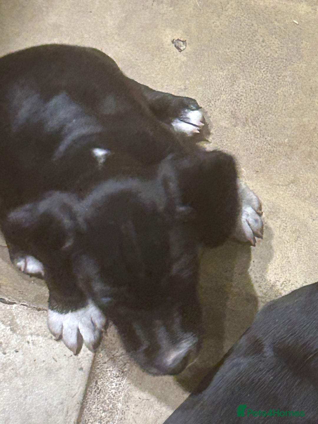 Mixed Breed dogs for sale: READY TO GO! Jack Russell x Cocker Spaniel pups  - Image 5