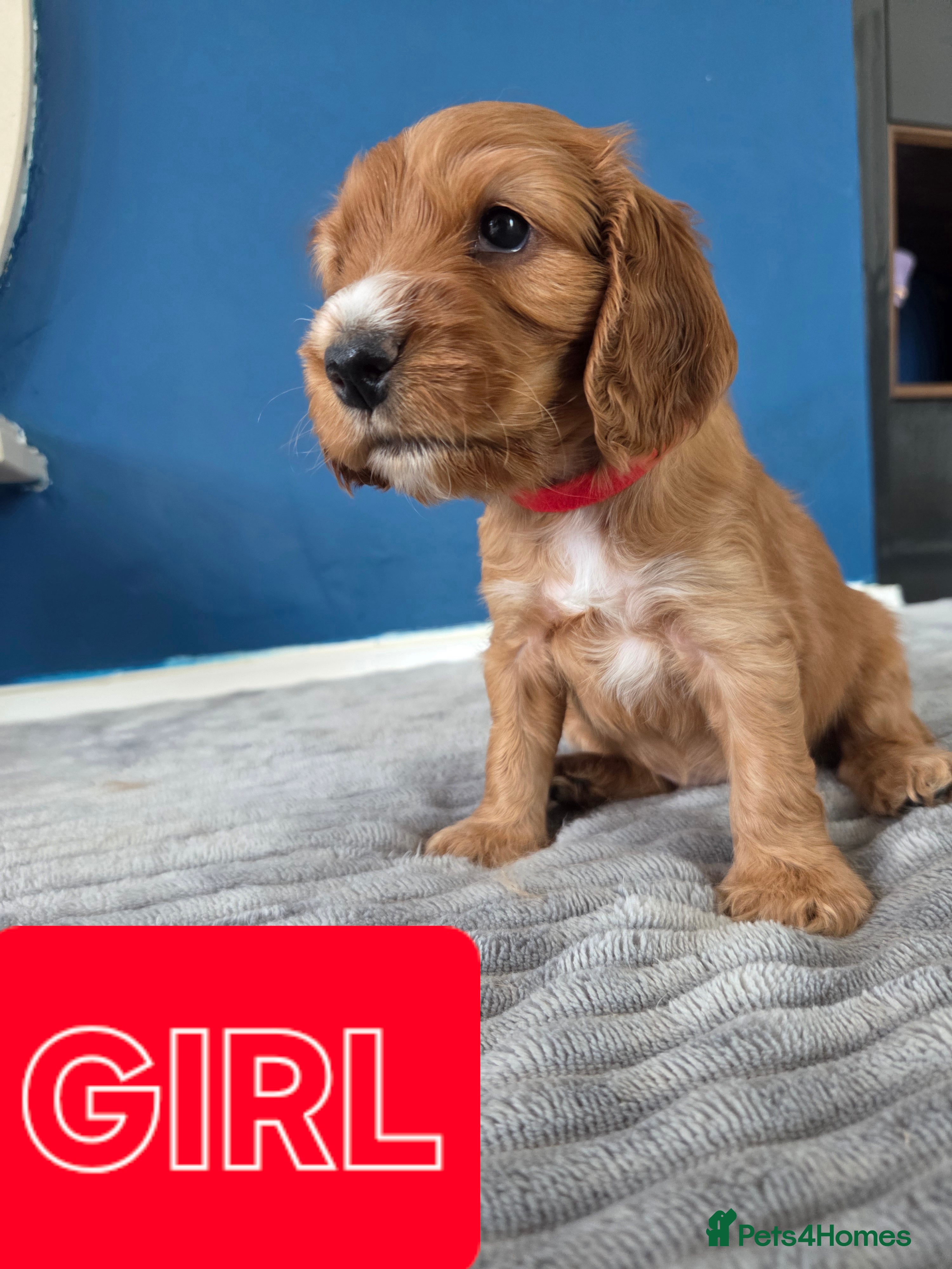 Cocker Spaniel dogs Cocker spaniel puppies - Advert 18